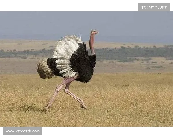 深入非洲荒原生存技巧与实用指南探索野外生存法则与应对极限挑战的方法